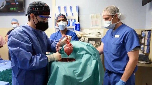 Surgeon Muhammad M Mohiuddin leads a team placing a genetically-modified pig heart into a storage device at the Xenotransplant lab before its transplant on David Bennett, on 7 January. Photograph: UMSOM/Reuters