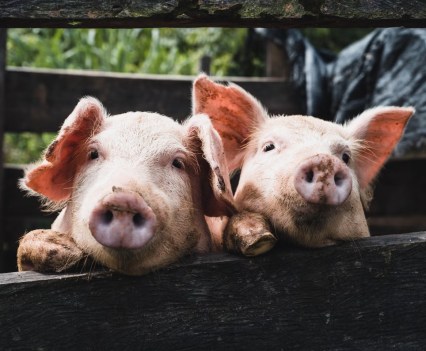 Pigs in truck.