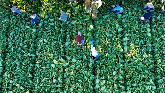 Vessey & Co. farmworkers harvest green cabbage at the end of November.(Robert Gauthier / Los Angeles Times)