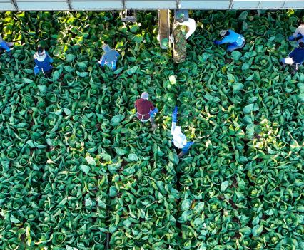 Vessey & Co. farmworkers harvest green cabbage at the end of November.(Robert Gauthier / Los Angeles Times)