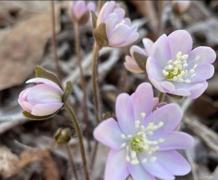 Close-up on small purple flowers growing from the ground