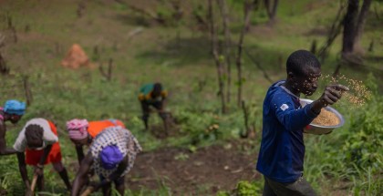 Village Chief Jiba Masandouno sprinkles rice seed