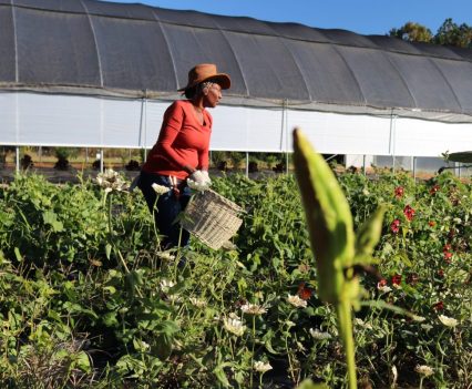 Woman working in the garden to support local farm.