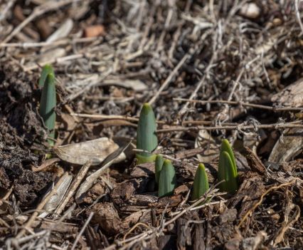 Seedlings sprouting from soil