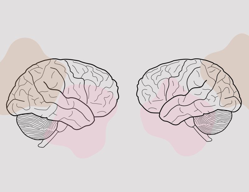 image of human brains